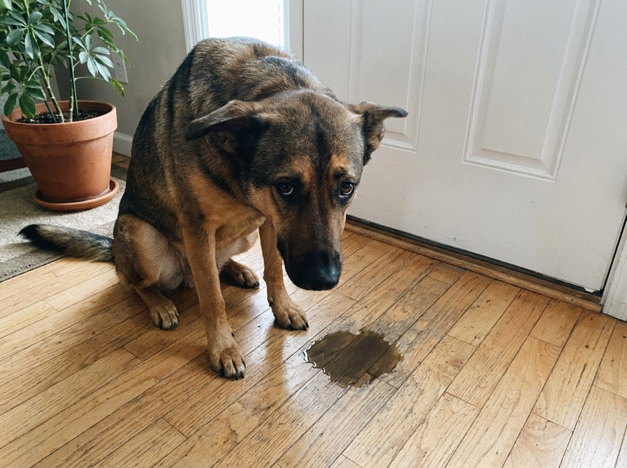 Stressed Dogs Show It In The Same 4 Ways